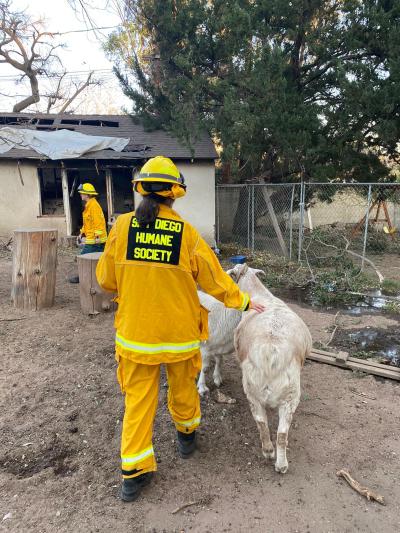 Person wearing San Diego Humane Society emergency gear feeding sheep